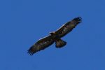 Aquila Aquila